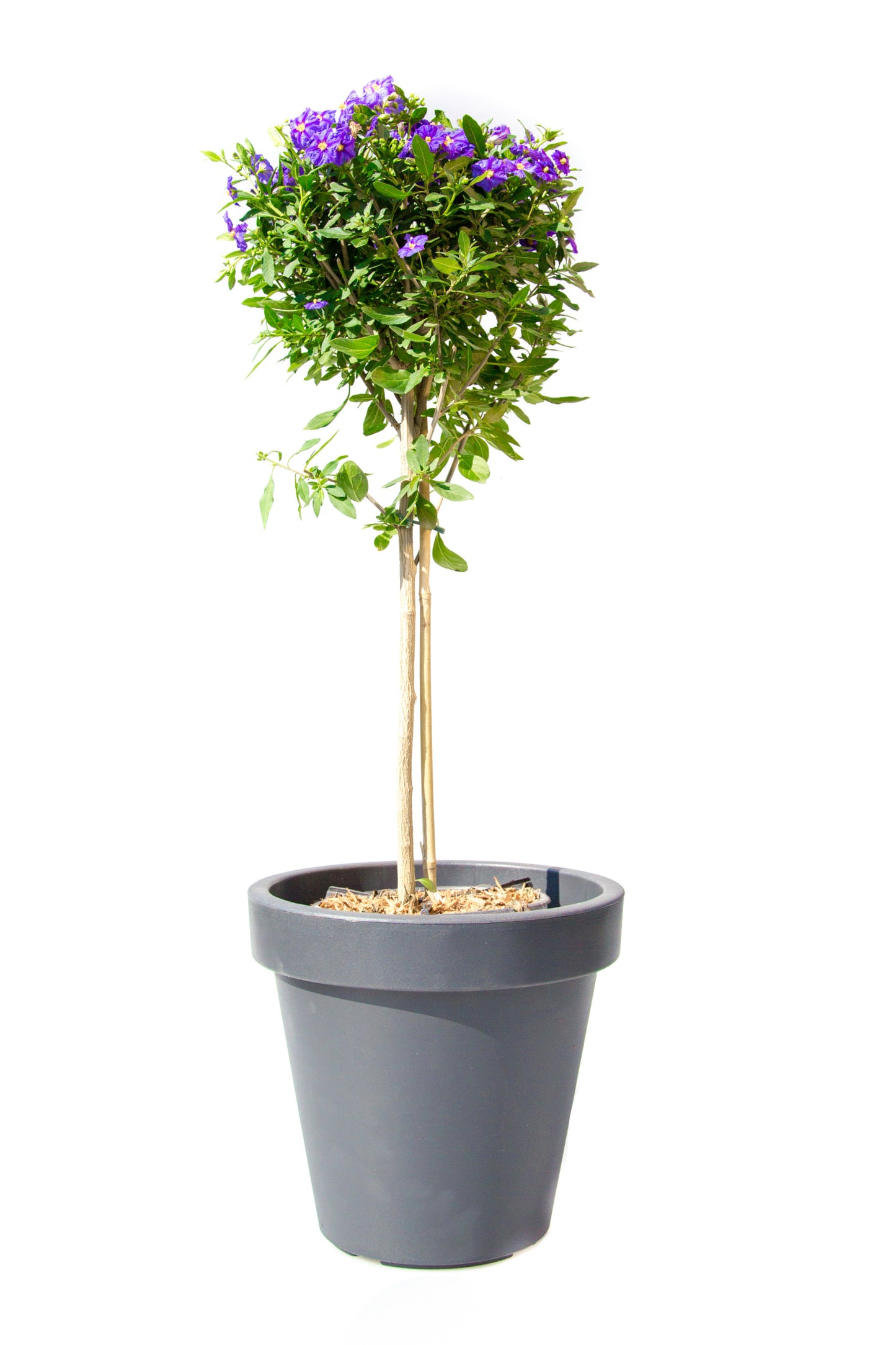 Solanum op Stam
