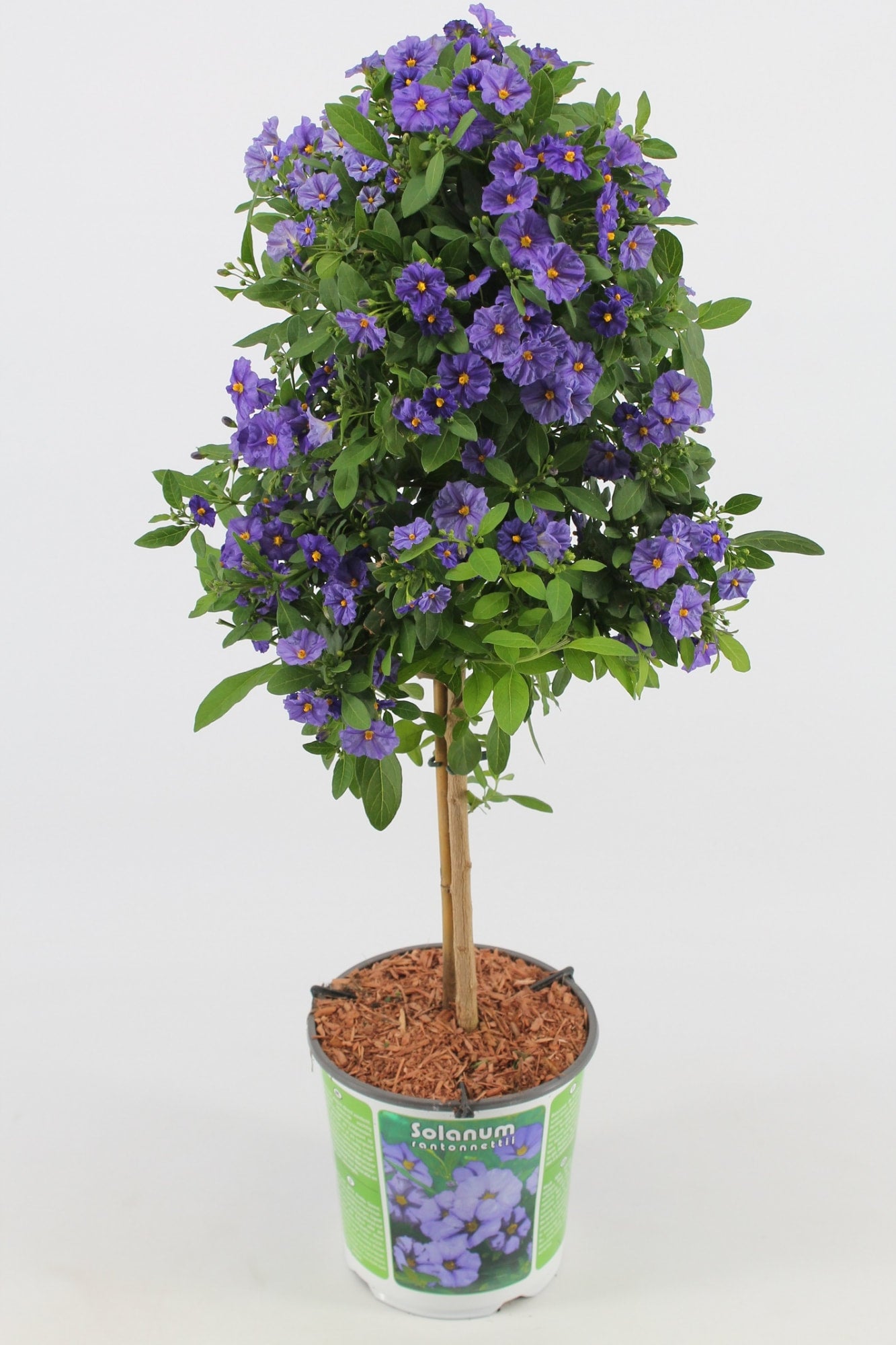 Solanum op Stam