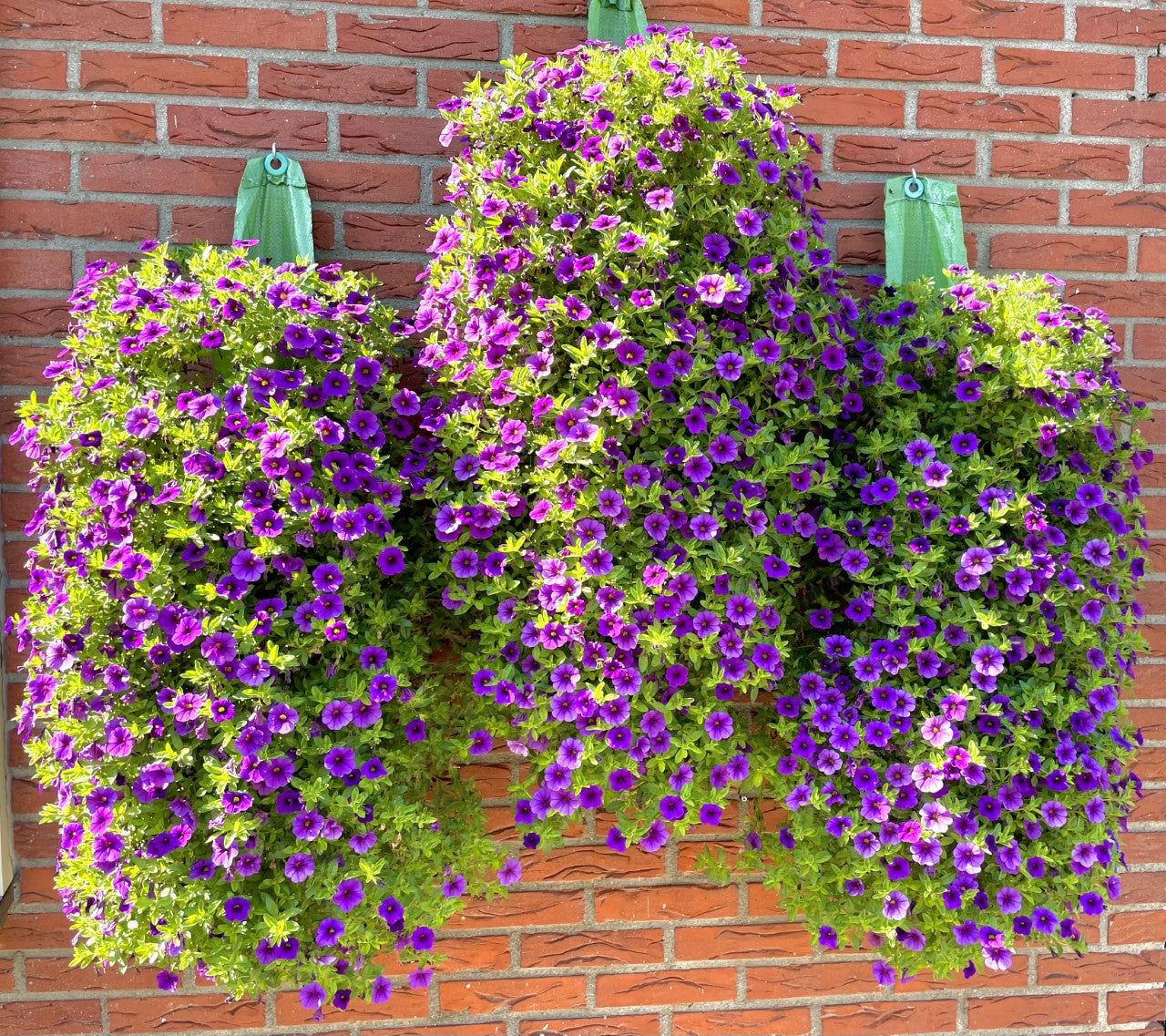 Blumenbeutel Calibrachoa