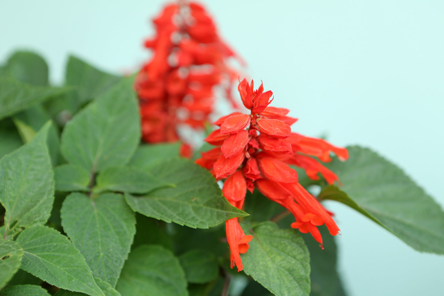 Salvia