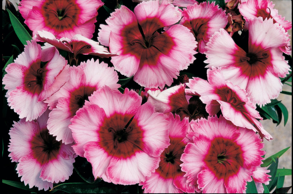 Chinese Anjer (Dianthus chinensis)