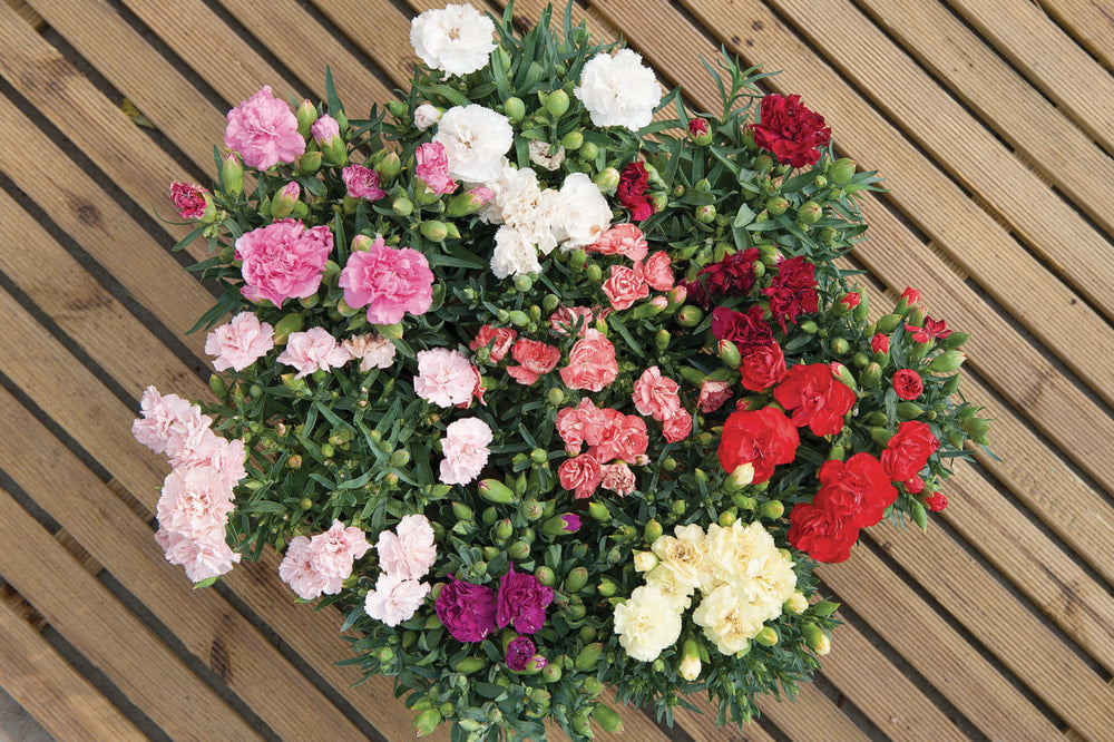 Chinese Anjer (Dianthus chinensis)