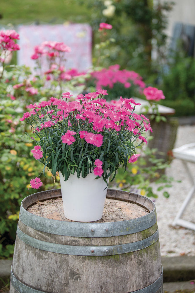 Chinese Anjer (Dianthus chinensis)