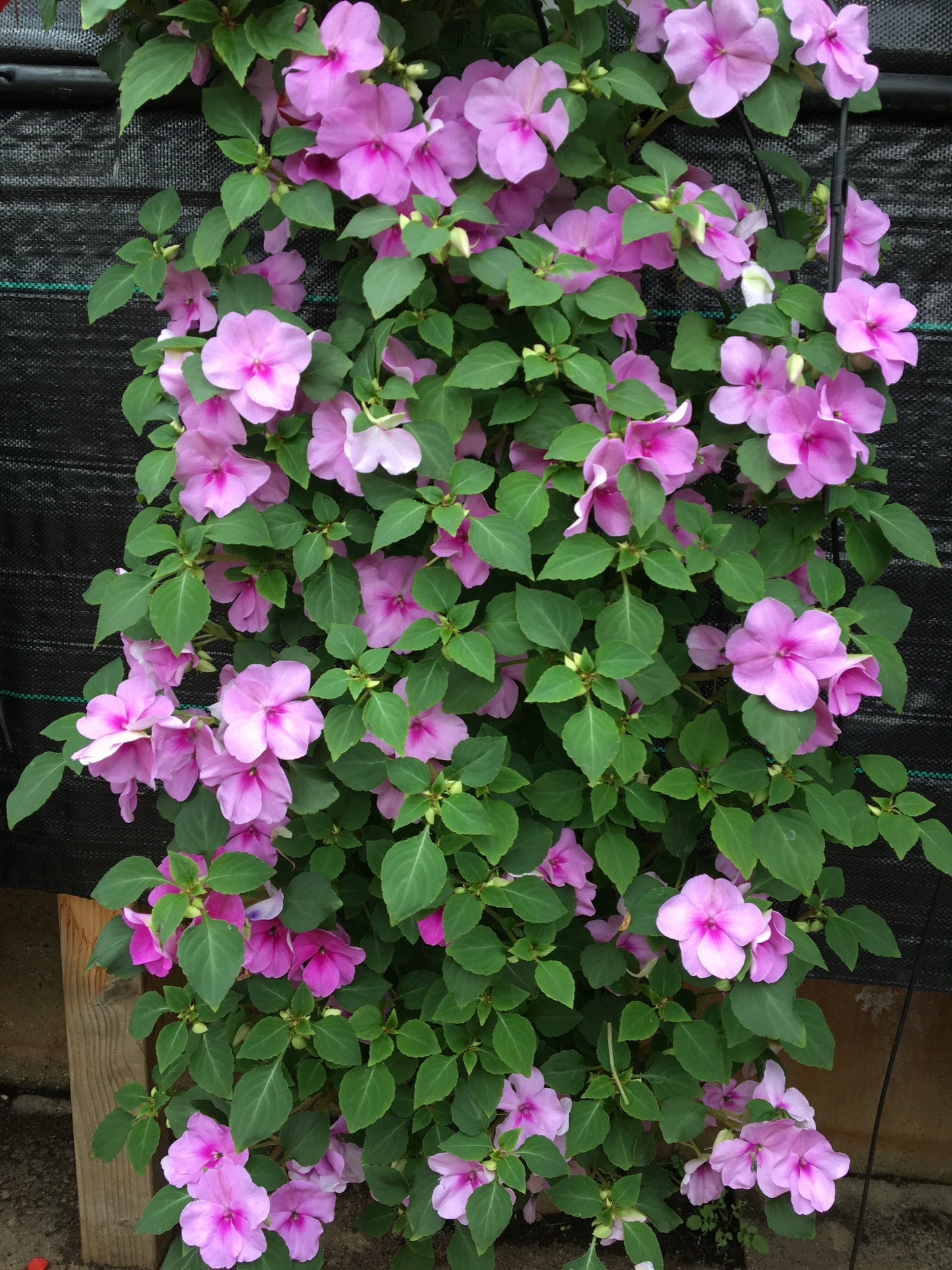 Flowerbag