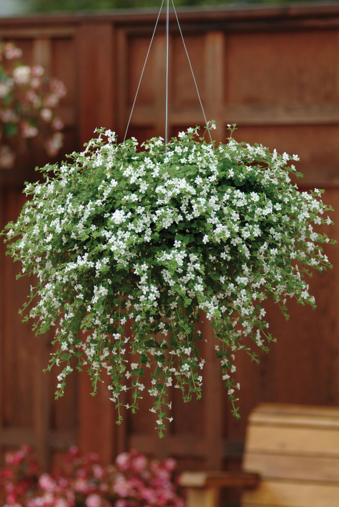 Bacopa