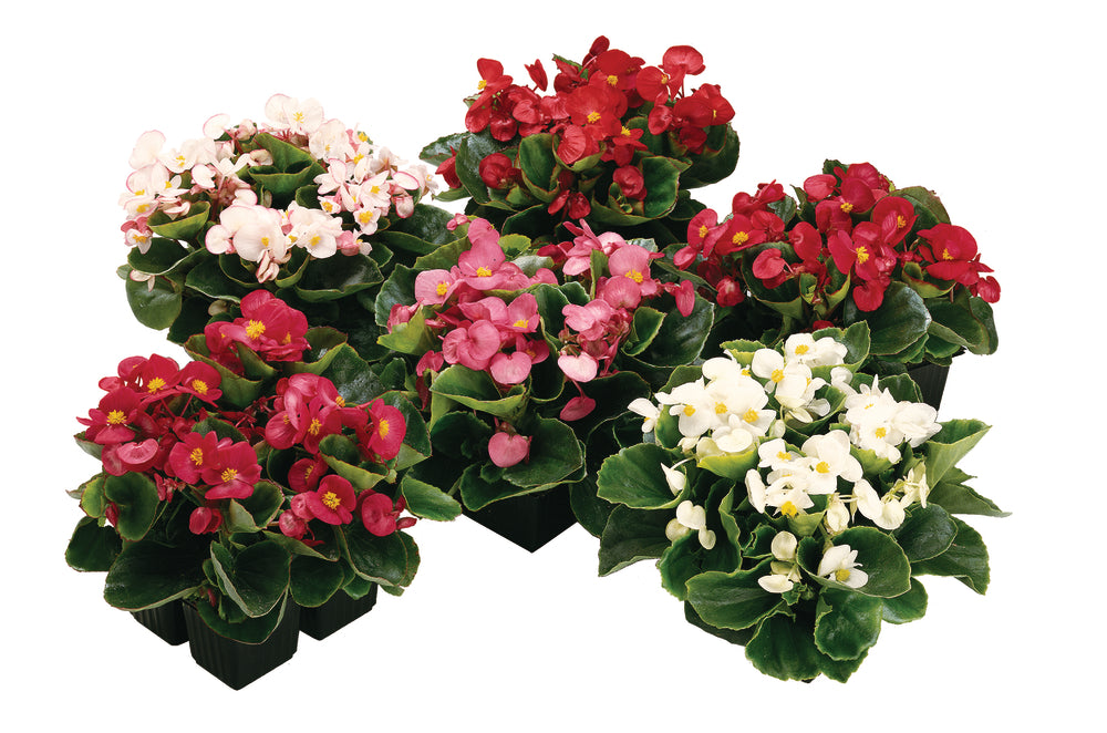 Tuinbegonia
