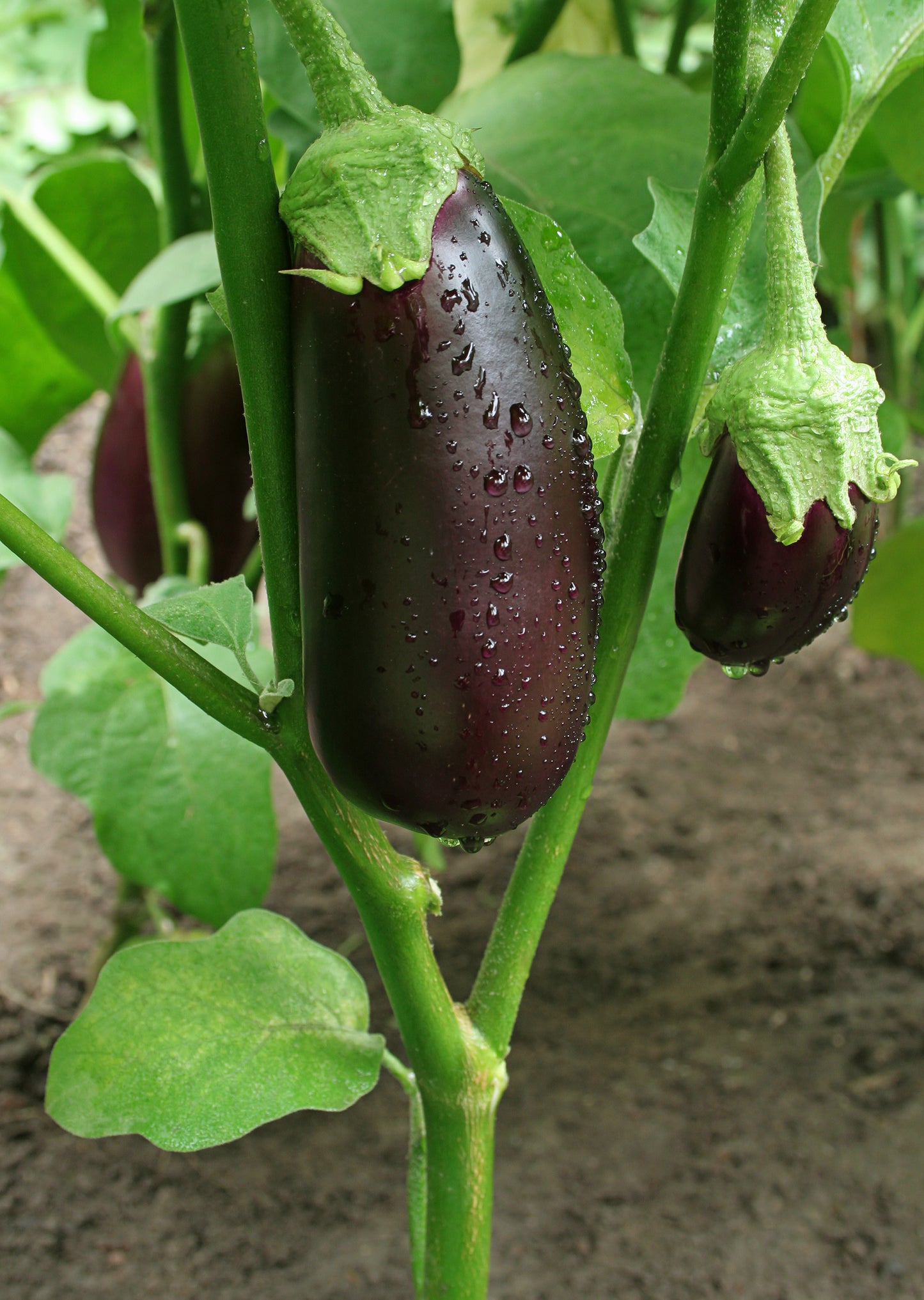 Aubergine plant (Solanum melongena)