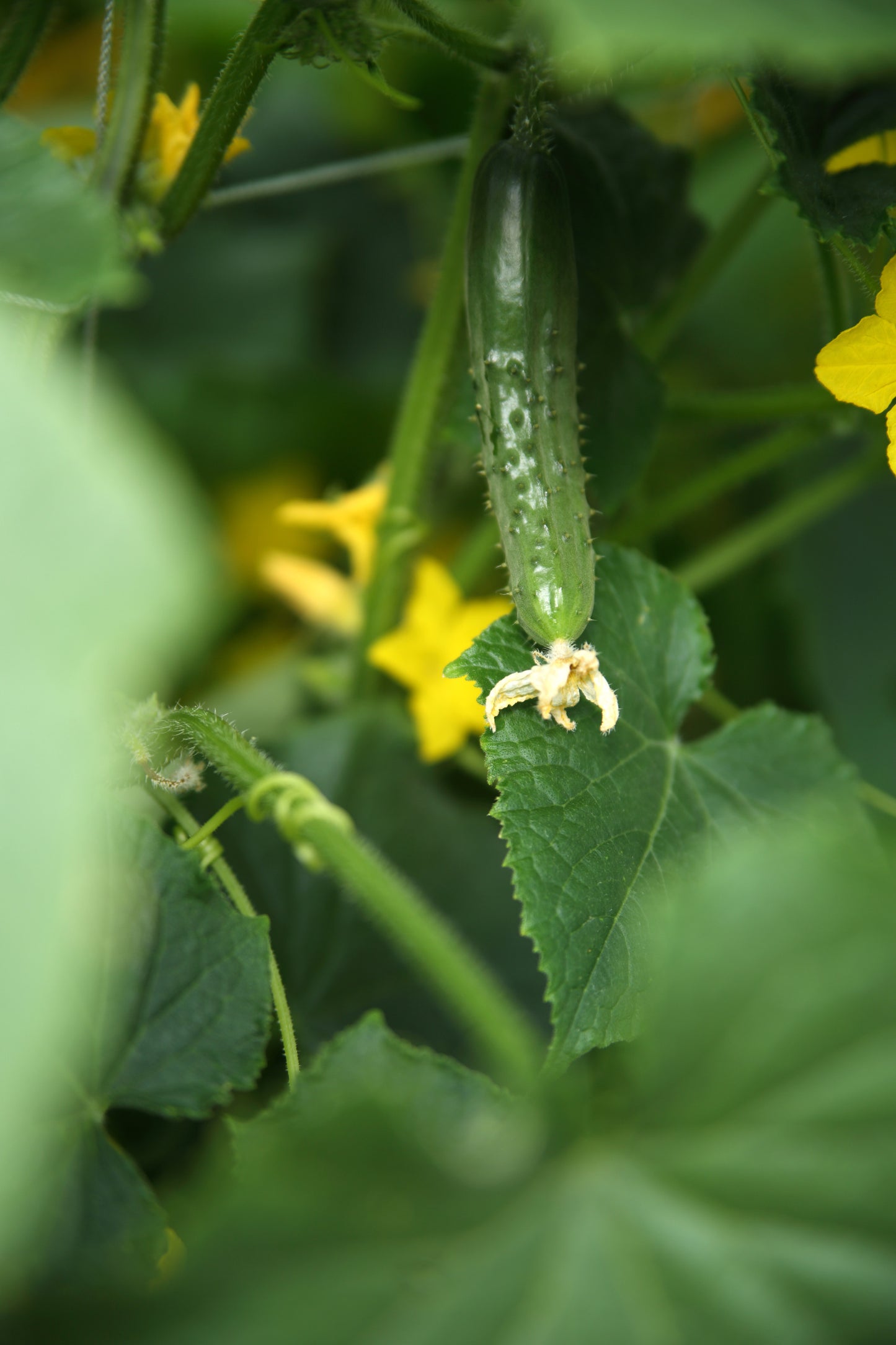 Augurken plant