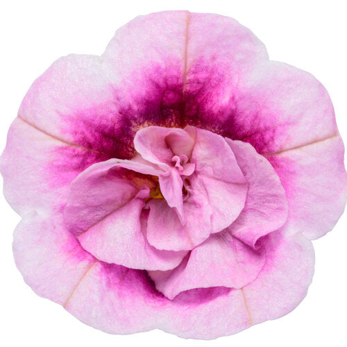 Blumenbeutel Calibrachoa