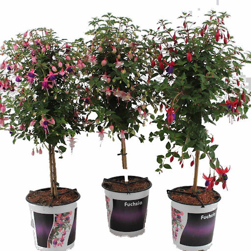 Fuchsia am Stiel