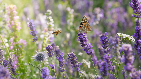 Zoem en fladder: zo maak je van je tuin een bijen- en vlinderparadijs