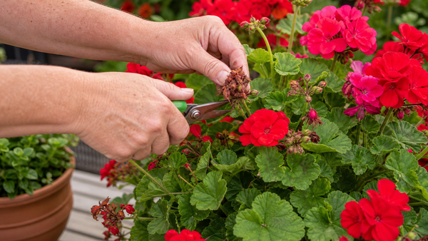 Zo bloeien je perkplanten en hangpotten door tot diep in de herfst
