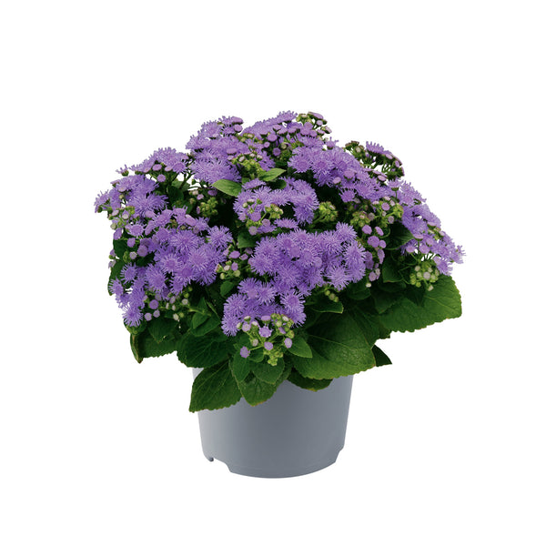 Eenjarige planten