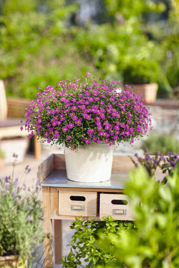 Zon planten