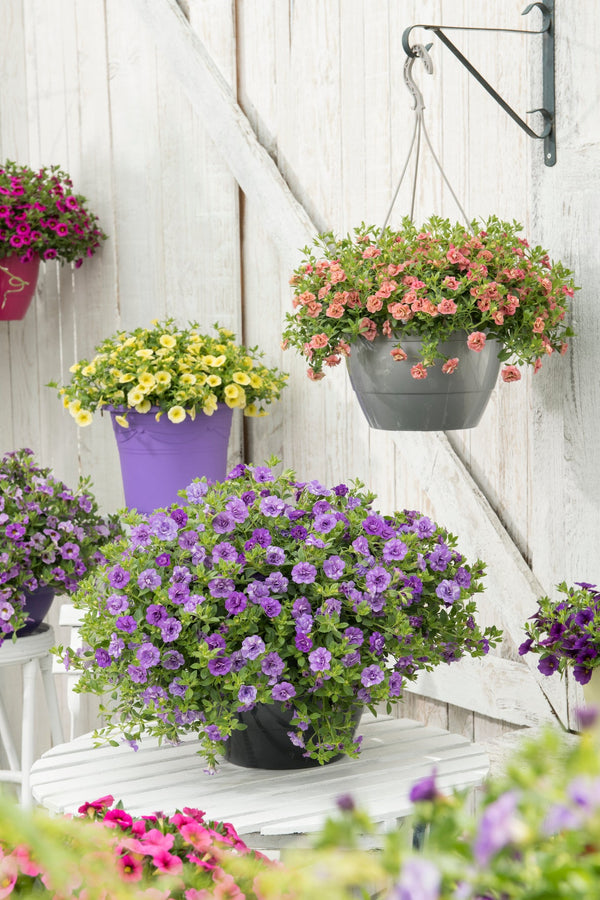 Hangplanten (eenjarig)