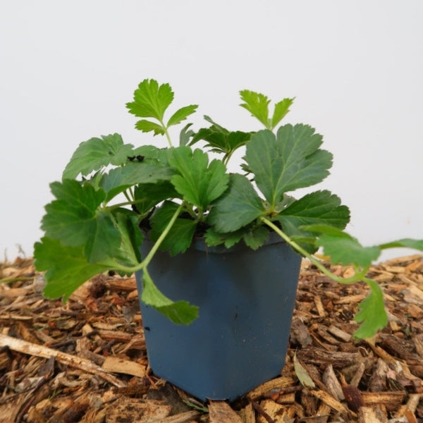 Groot-groen vaste planten