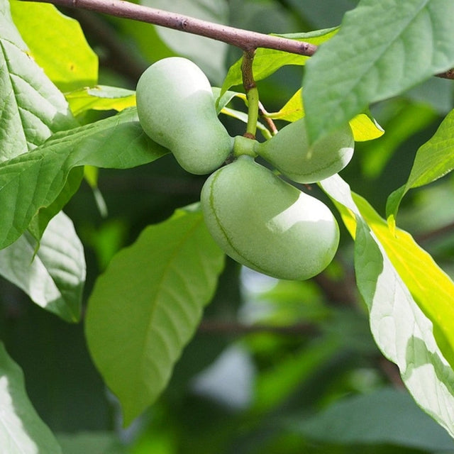 Fruit