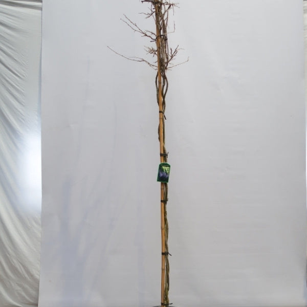 Klimplanten