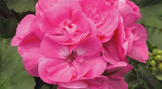 Geranium staand