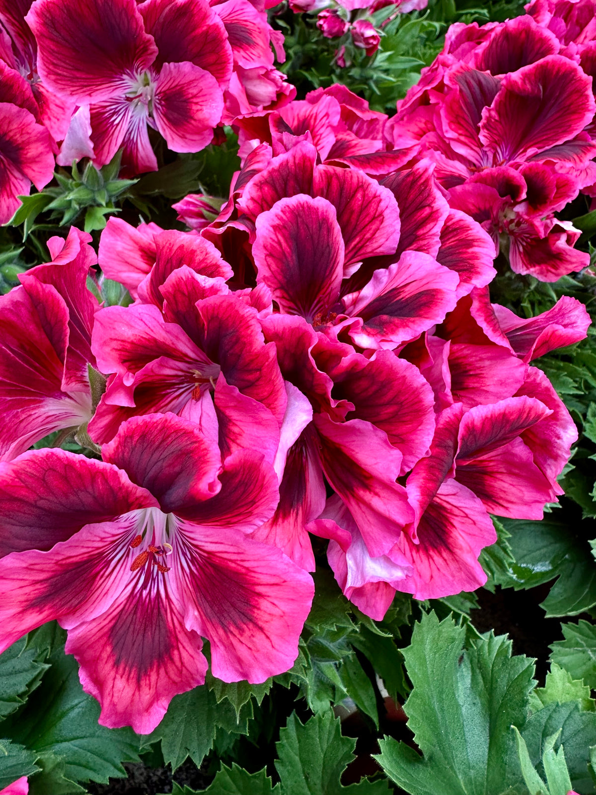 Geranium grandiflorum struik (Franse geranium)