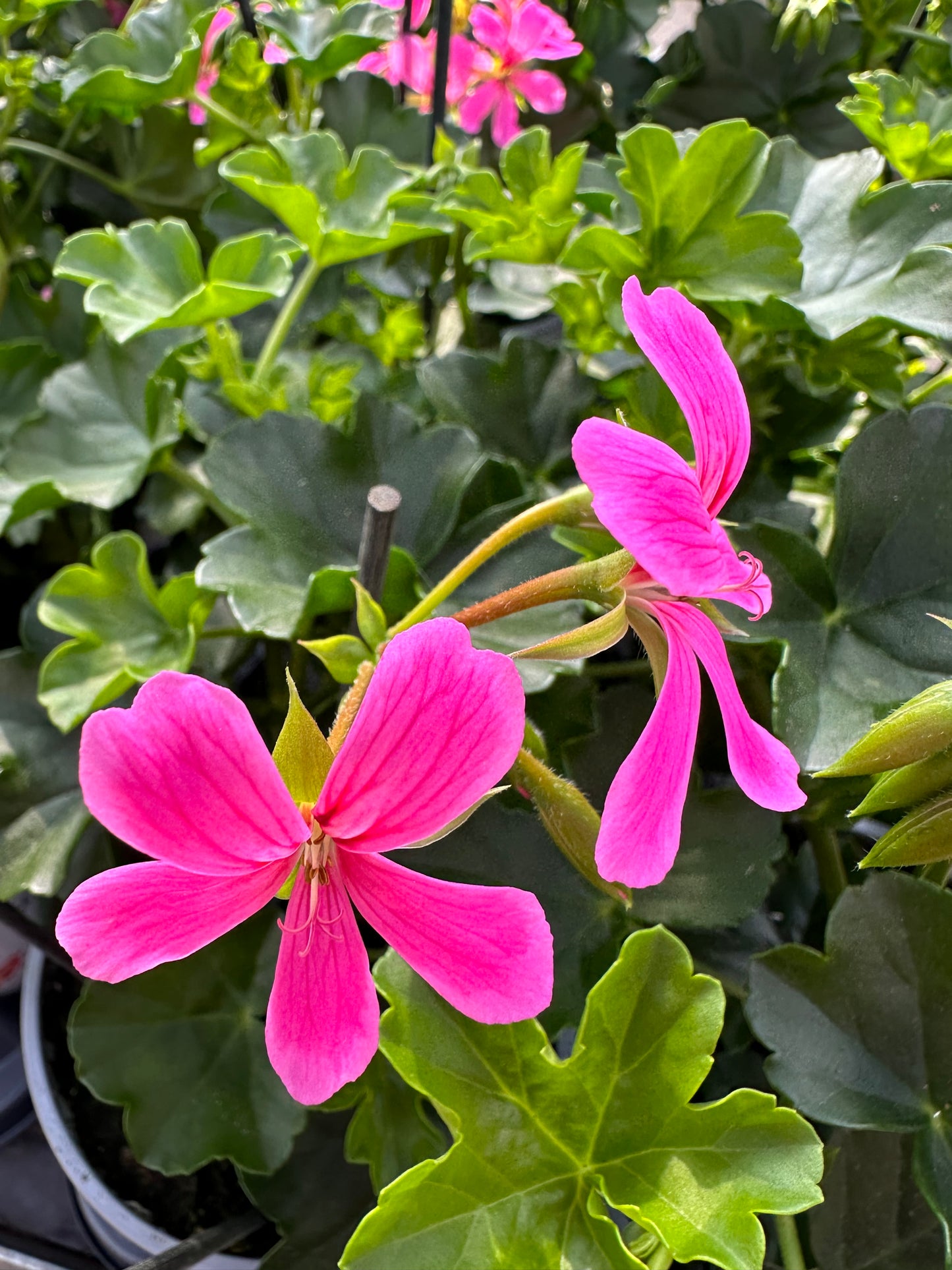 Geranium hang