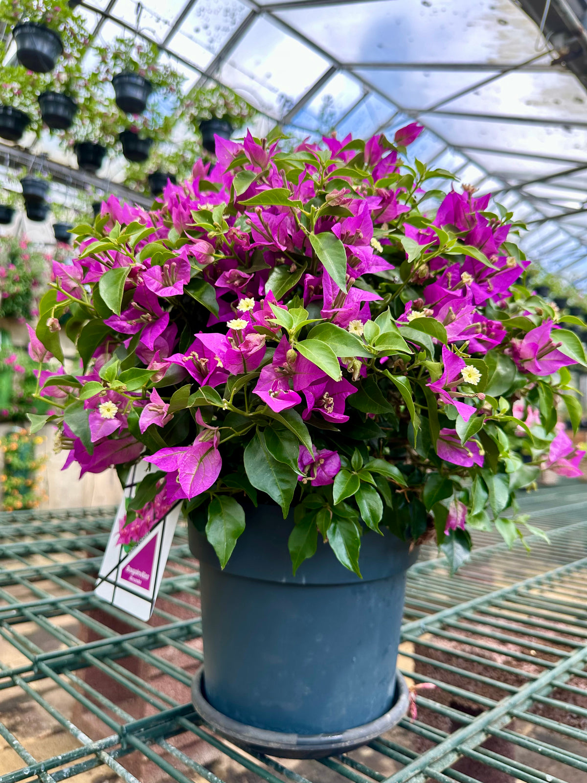 Bougainvillea