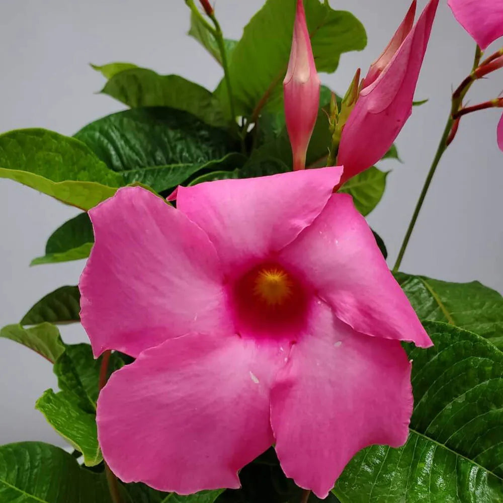 Sundaville rek (Mandevilla)