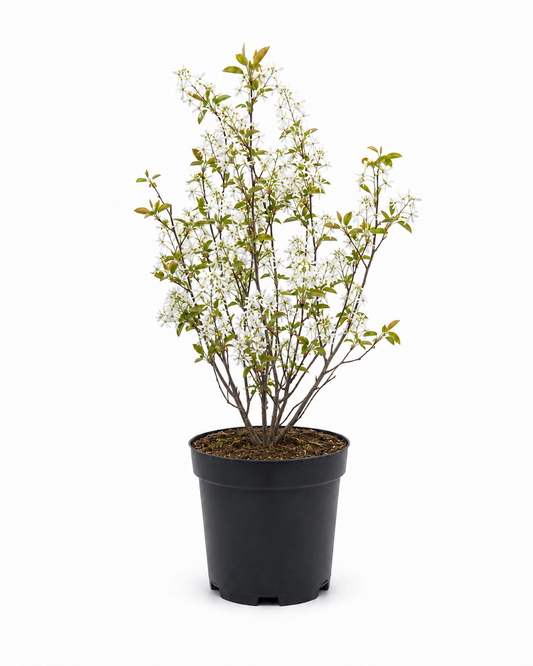 Abelia grandiflora