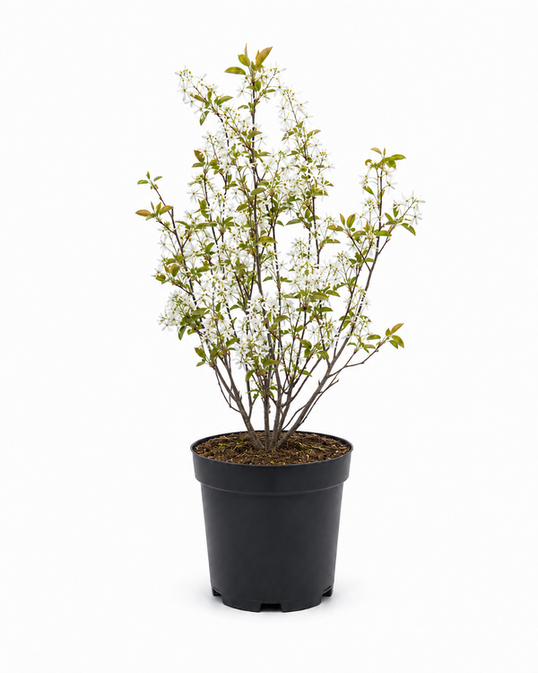 Abelia grandiflora