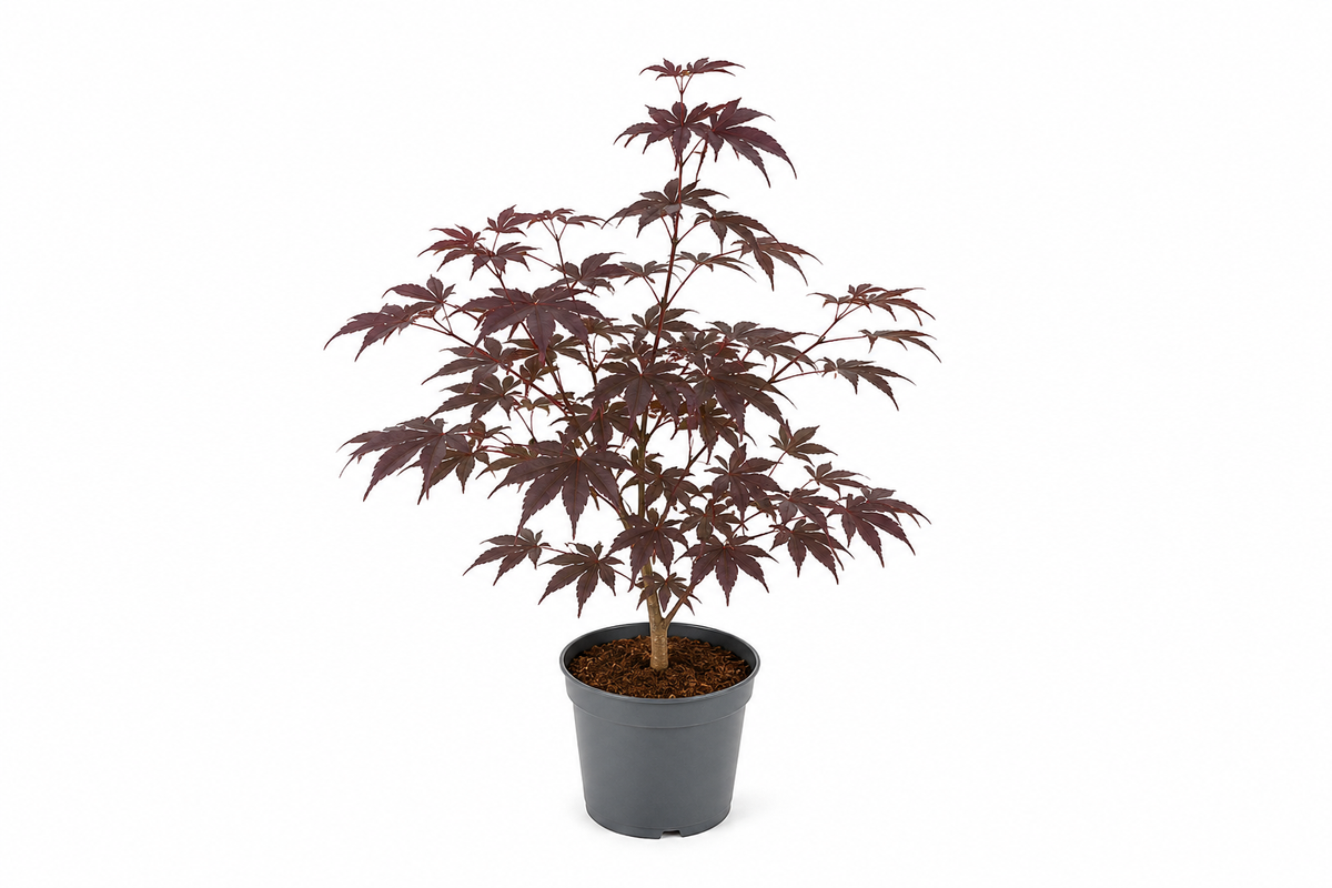 Japanse esdoorn (Acer palmatum) 'Atropurpureum'