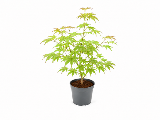 Acer palmatum 'Atropurpureum'