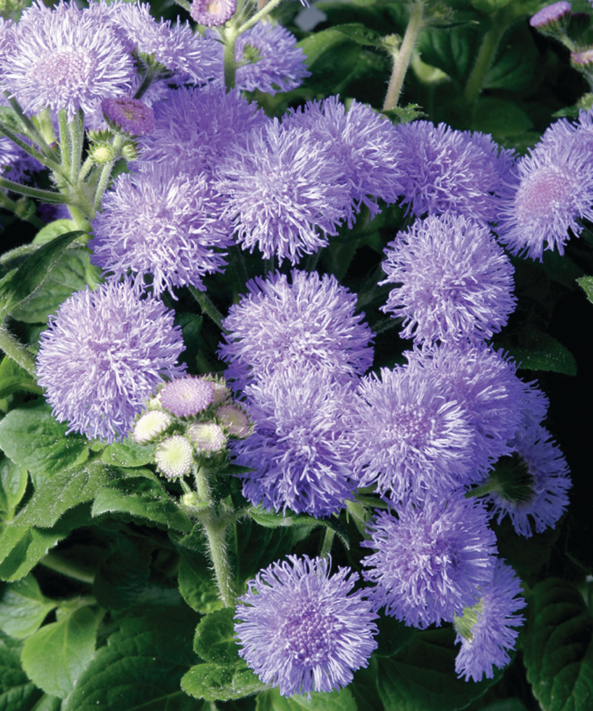 Ageratum 'Patina Blue'
