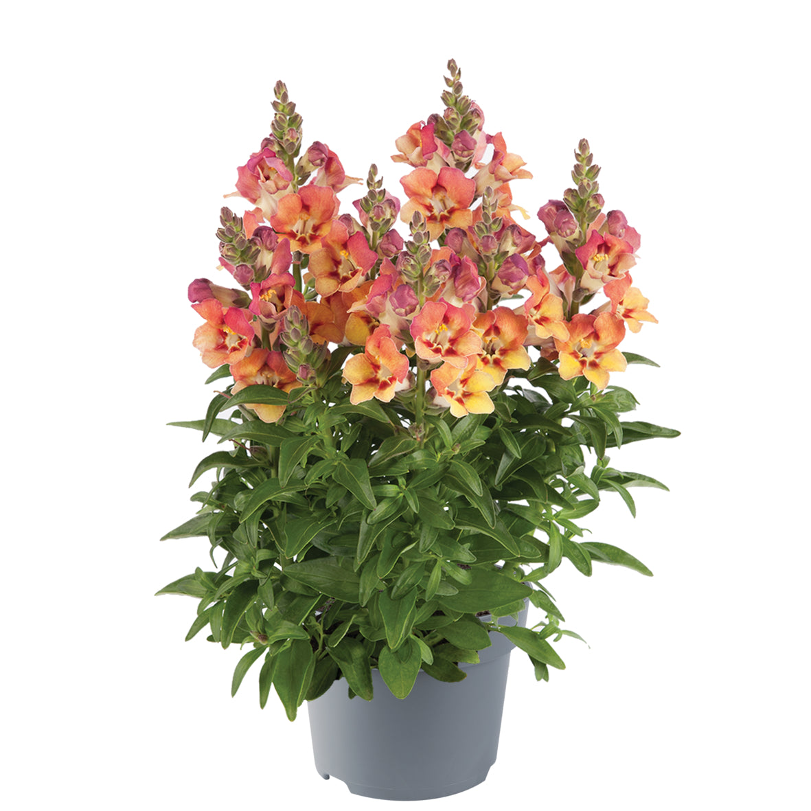 Antirrhinum (leeuwenbekje)