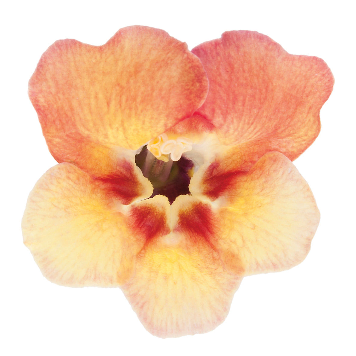 Antirrhinum (leeuwenbekje)