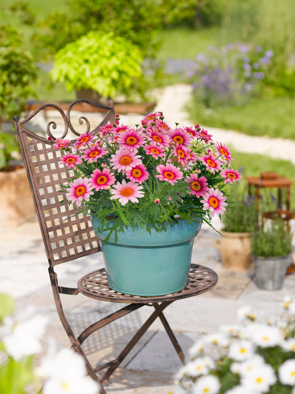 Argyranthemum (margrietstruik)