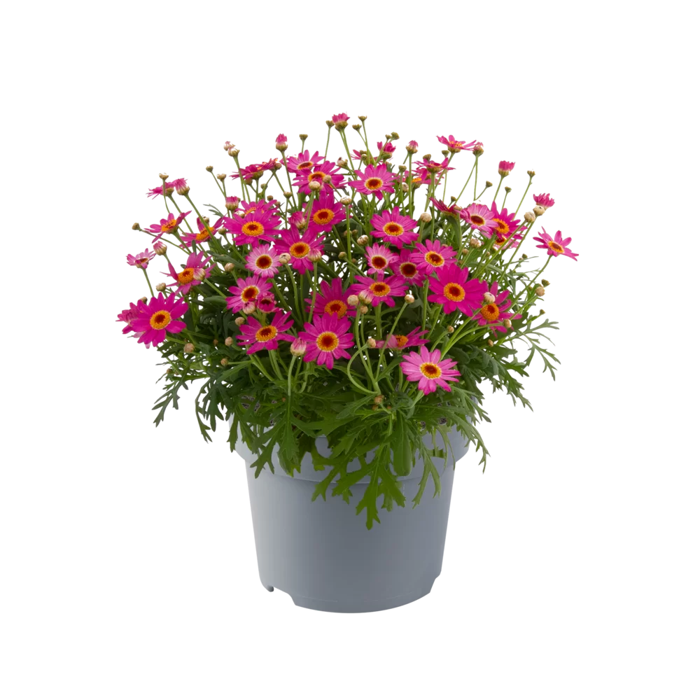 Argyranthemum (Margerite)