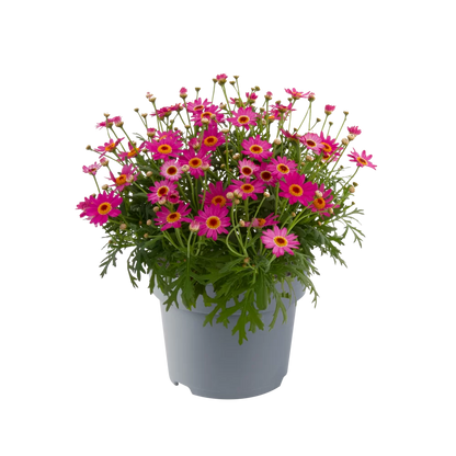 Argyranthemum (Margerite)