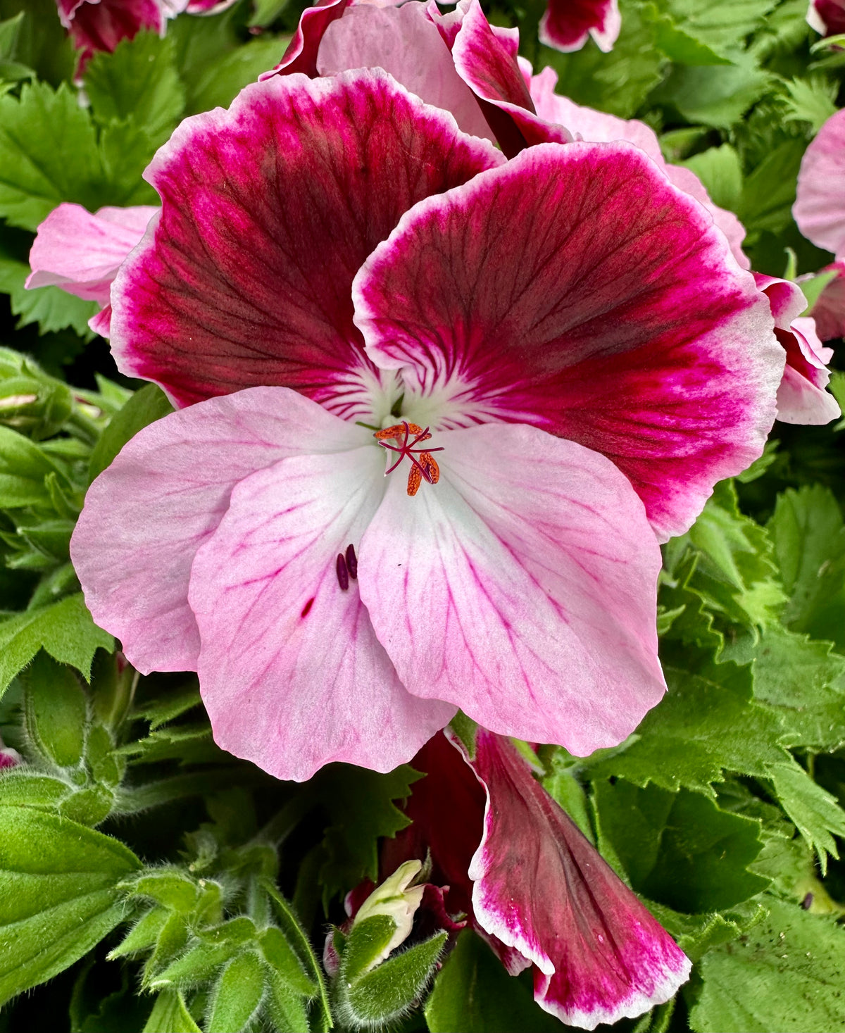 Geranium grandiflorum struik (Franse geranium)