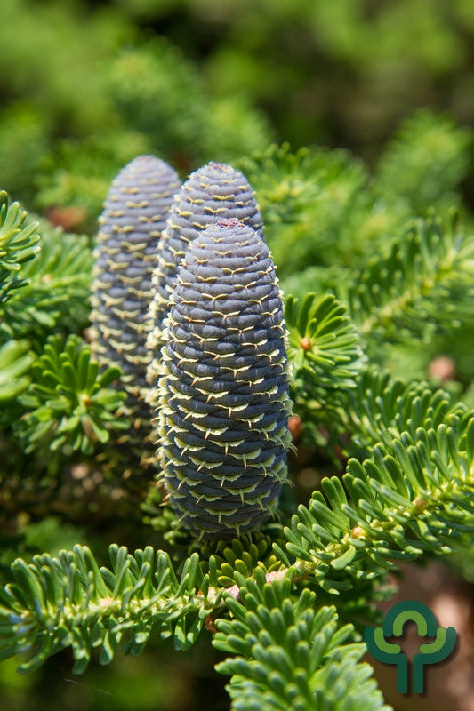 Koreaanse zilverspar (Abies koreana)