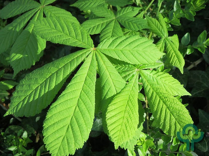 Aesculus hippocastanum
