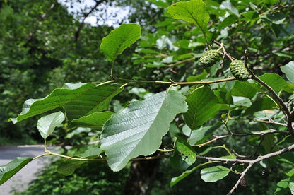 Alnus glutinosa