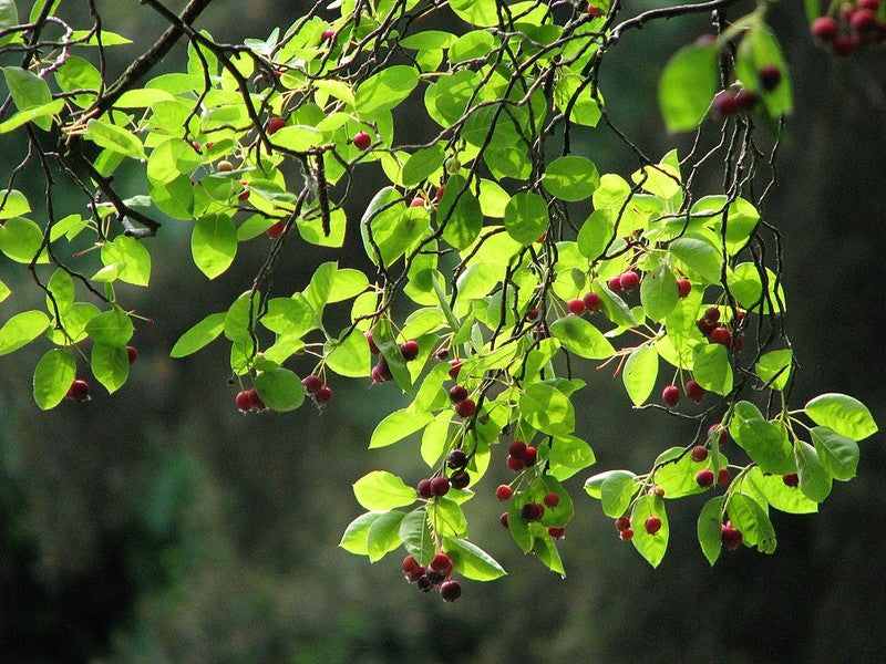 Amelanchier lamarckii