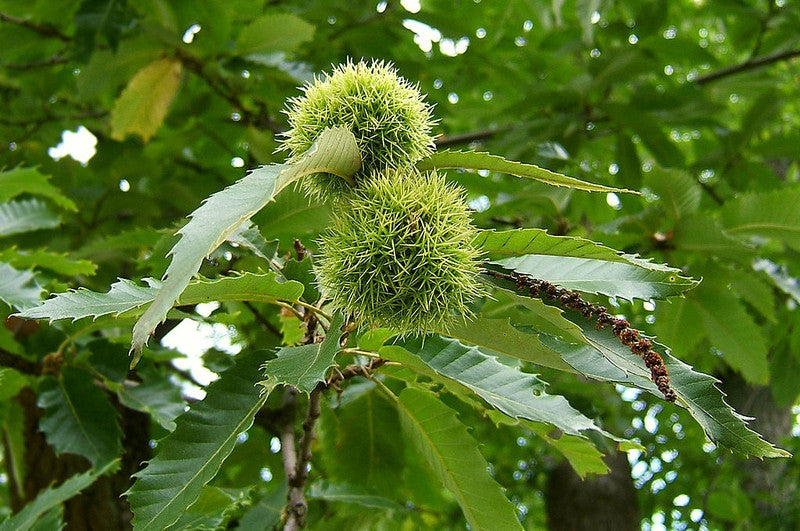 Tamme kastanje (Castanea sativa)