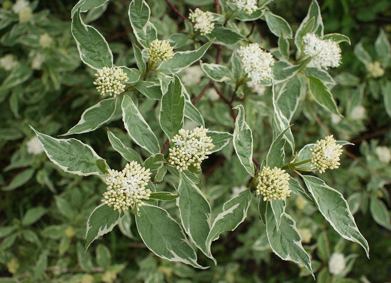 Cornus alba 'Elegantissima'