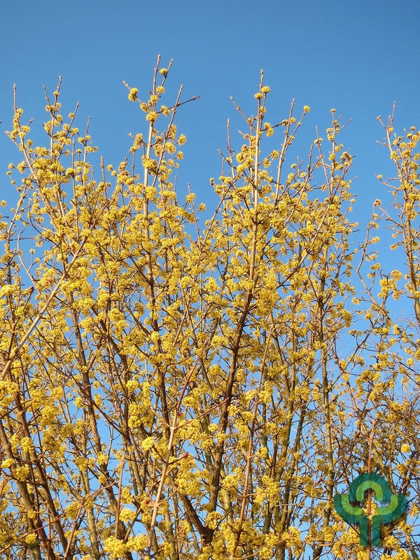 Cornus mas