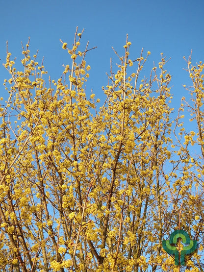 Cornus mas