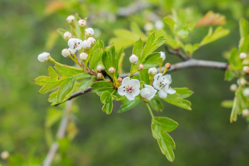 Crataegus laevigata