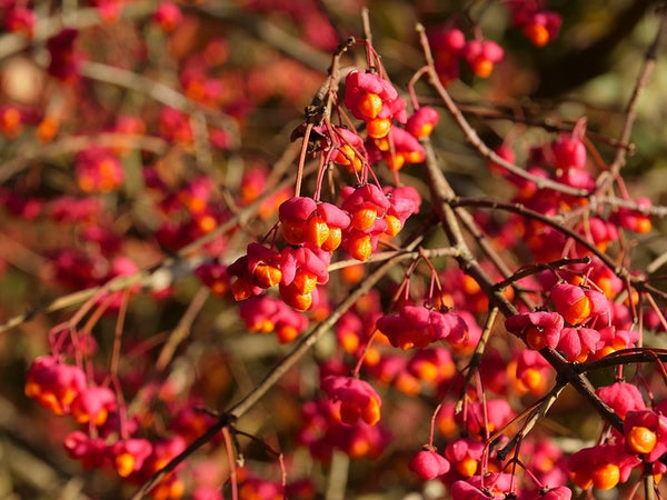 Euonymus europaeus