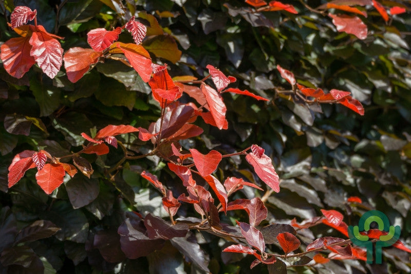 Fagus sylvatica 'Atropunicea'