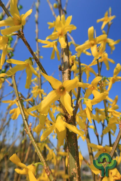 Forsythia intermedia 'Spectabilis'